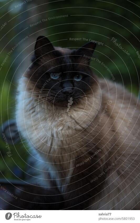 sprichwörtlich | alles für die Katz Katze Siamkatze Haustier blaue Augen Tierporträt niedlich 1 Tiergesicht Blick beobachten Fell weich kuschelig Rassekazte