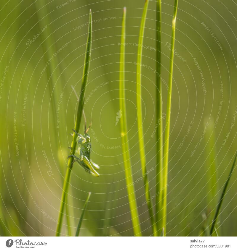 kleiner Grashüpfer mit langen Fühlern sitzt auf einem Grashalm grün Insekt Langfühlerschrecke Heuschrecke Natur Makroaufnahme Nahaufnahme Schwache Tiefenschärfe