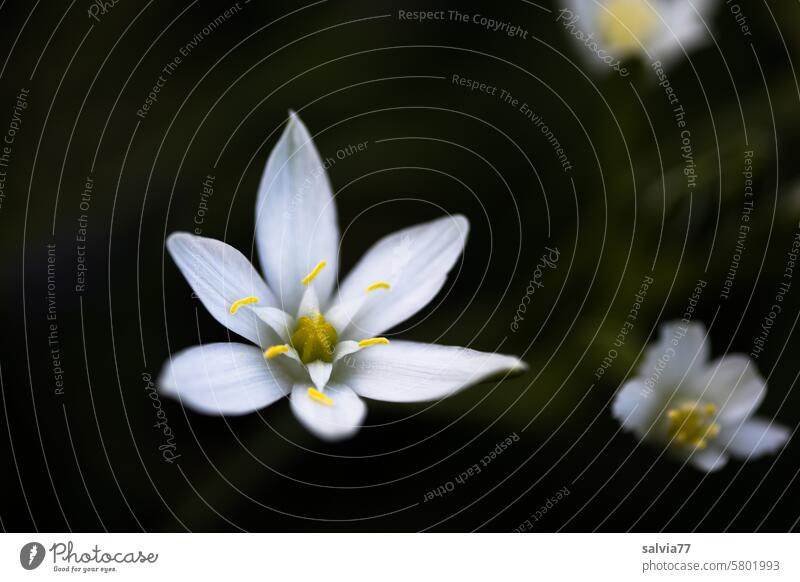 weiße Sternchen-Blüten, Dolden- Milchstern Blumen Kontrast Makroaufnahme Frühling Natur zarte Blüten zarte Blumen blühen blühend Unschärfe dunkler Hintergrund