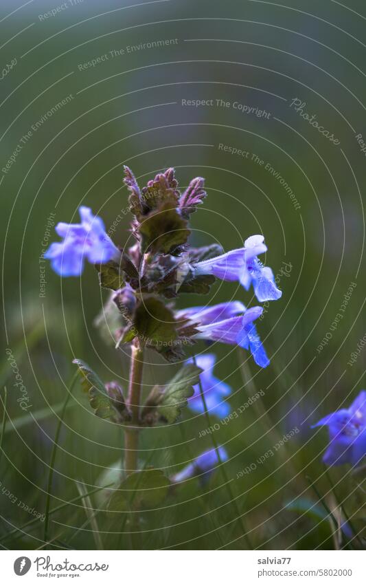 Die Gundelrebe  mit ihren blauen Lippenblüten ist eine wichtige Heilpflanze Gundermann grün Lippenblütler Botanik Pflanze Natur Nahaufnahme Blühend Menschenleer