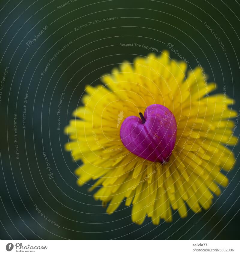 ein Herz für Blumen Blüte Löwenzahnblüte Liebe Nahaufnahme Makroaufnahme Romantik Frühling Farbfoto rot gelb Natur schön Menschenleer herzlich Frühlingsgefühle