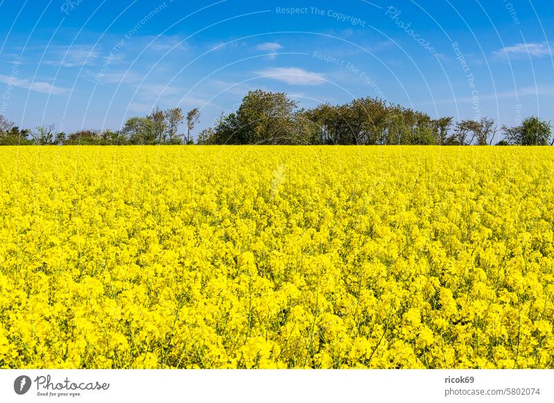 Rapsfeld mit Bäumen und blauen Himmel bei Parkentin Feld Baum Mecklenburg-Vorpommern Natur Landschaft Frühling Landwirtschaft Wolken ländlich gelb grün Urlaub