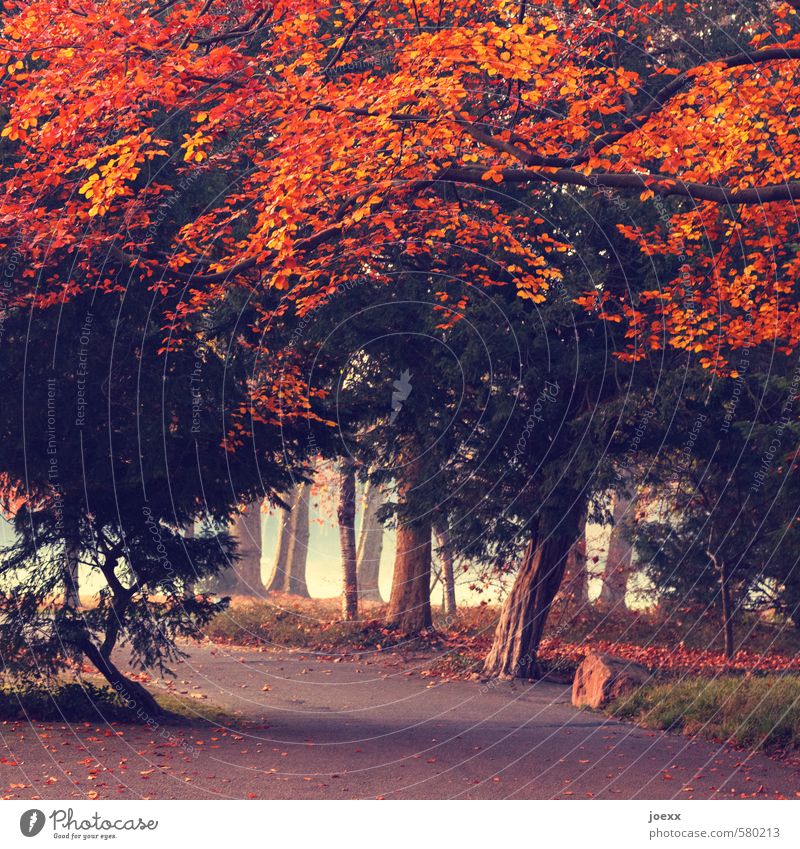 Feuer Herbst Wetter Nebel Baum Park Wege & Pfade alt groß kalt braun grün orange rot Romantik Vorsicht ruhig Idylle Farbfoto Außenaufnahme Menschenleer Tag