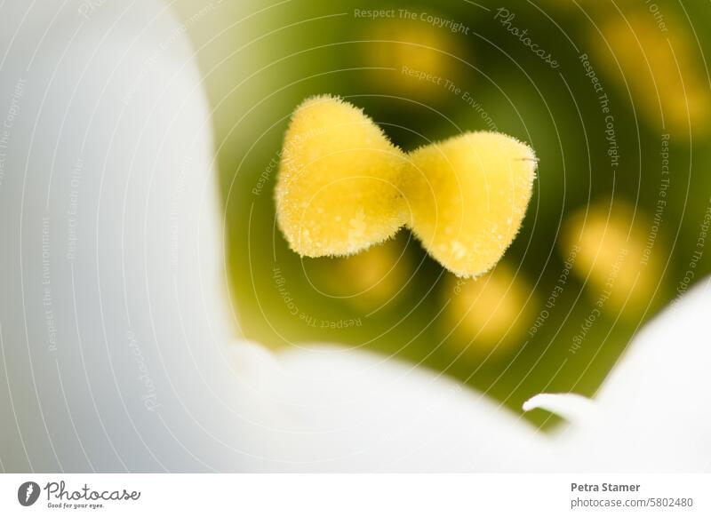 Die gelbe Schleife weiß grün Nahaufnahme Detailaufnahme Natur Pflanze Blüte Blume Fliege Farbfoto Menschenleer