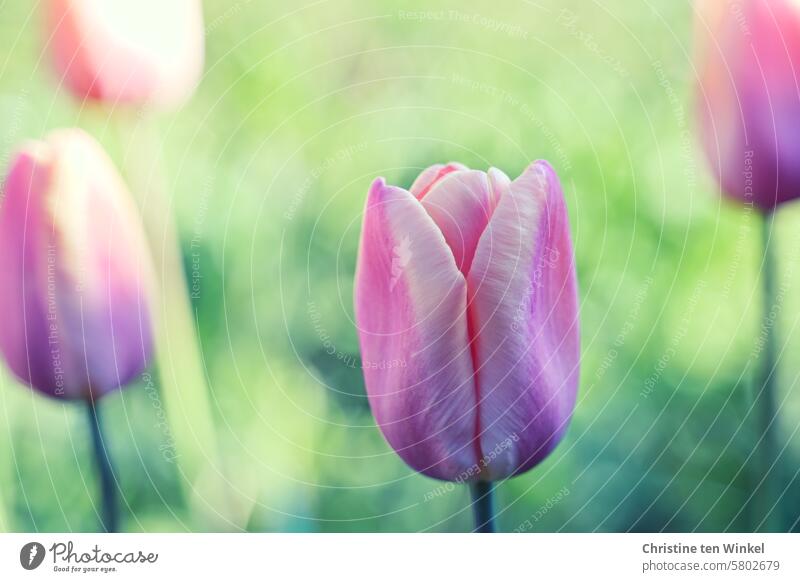 rosa Tulpen Tulpenblüte Blume Frühlingsblume Frühlingsgefühle Natur Pflanze Zwiebelblume Frühlingsfarbe Nahaufnahme Detailaufnahme Schwache Tiefenschärfe schön