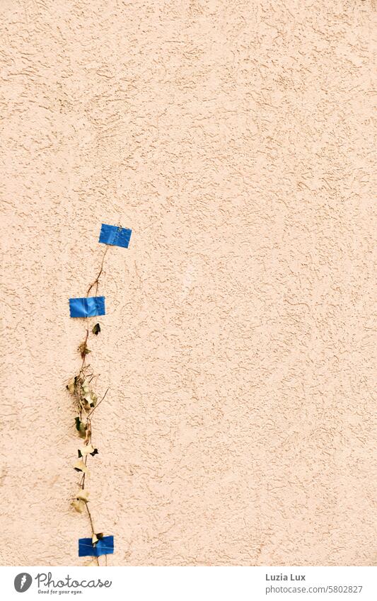 Rankhilfe, vergebens... Ranke ranken Pflanze Kletterpflanzen Mauer Wand Wachstum Fassade vergeblich verdorrt vergänglich Vergänglichkeit blau Liebesmühe grell