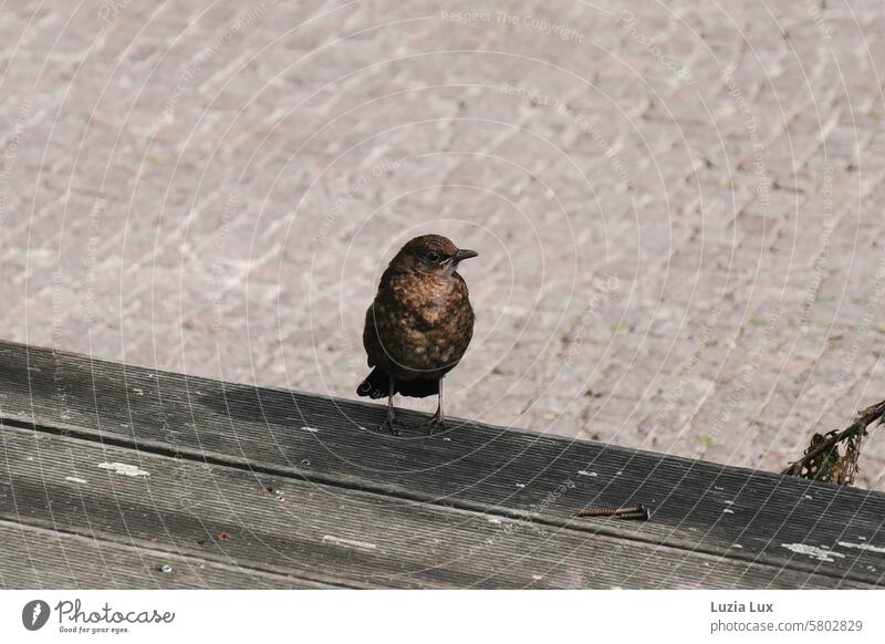 Eine junge Amsel hat sich auf einer Parkbank niedergelassen, vor ihr liegen einige rostige Nägel Bank Holz Vogel Frühling Sitzgelegenheit sitzen Pause Holzbank