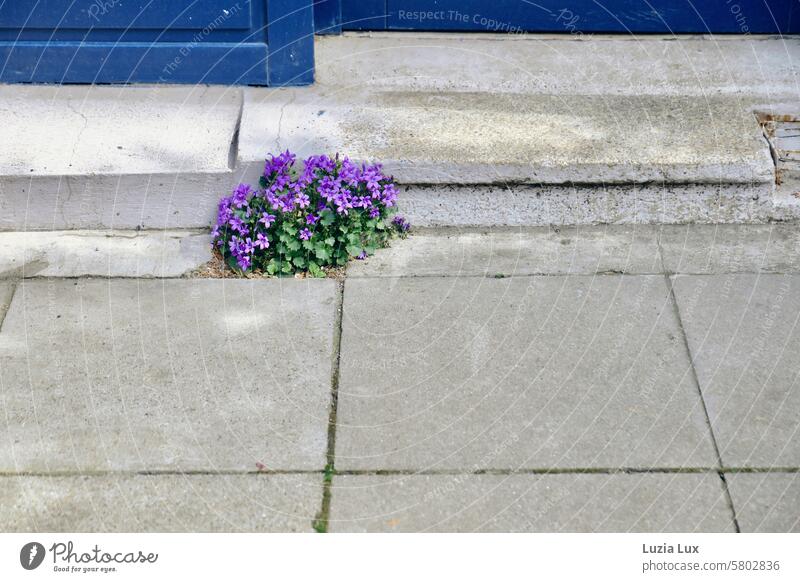 Vor einer alten, blauen Haustür breiten sich aus Hängepolster-Glockenblumen aus Campanula poscharskyana urban Blume hart winterhart violett Blüte Blüten