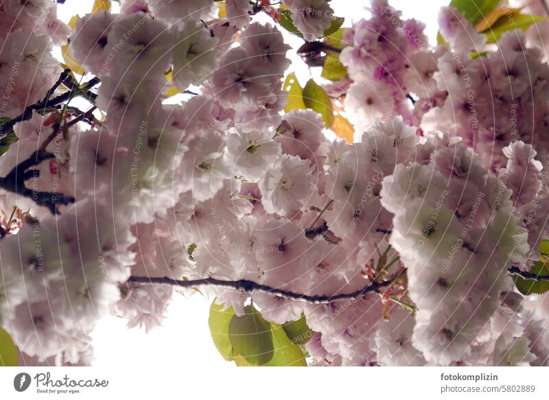 rosa puschelige Zierkirsch-Blüten Kirschblüten Zierkirsche Baum Japanische Zierpflaume blühend Nelkenkirsche Japanische Blütenkirsche Blütezeit Frühling