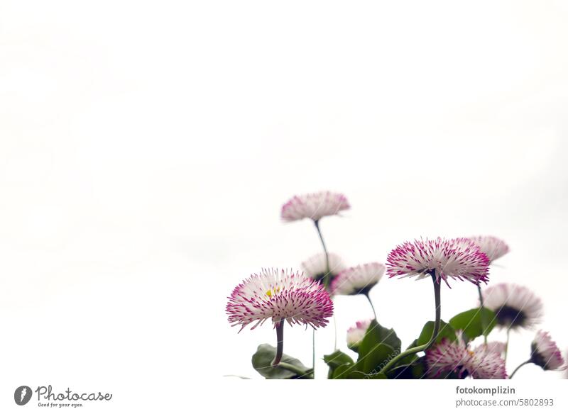 Gänseblumen - Blütenköpfe Gänseblümchen Frühling Blume weiß frisch Textfreiraum Geschenkkarte weißer Hintergrund Gartenblumen Flora Detailaufnahme
