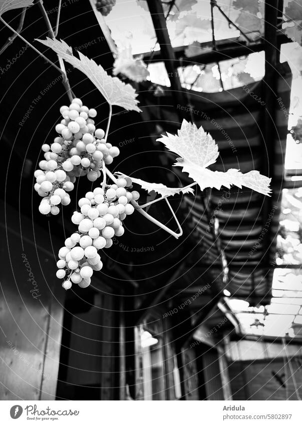 Rankende Weintrauben hängen unter einem Gartenlaubendach Trauben Rebe Weinranke Weinblätter Frucht Ernte reif Blatt Pflanze Herbst ländlich Weinberg Weingut