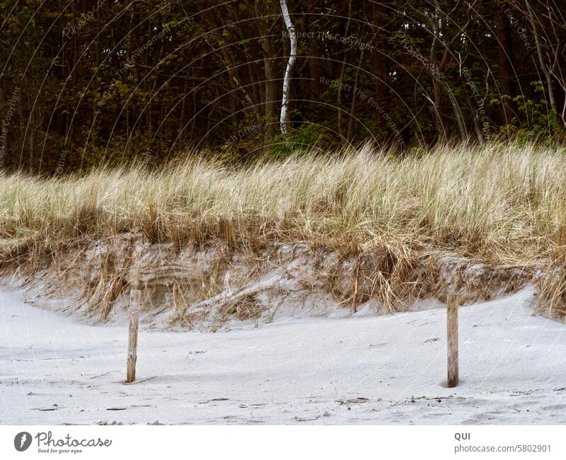 Dünen Symmetrie Düne Sand Strand Ostsee Hölzer Strukturen Phasen Gras Birke Holzpfosten drei Meer Landschaft Meeresrauschen Dünengras Ferien & Urlaub & Reisen