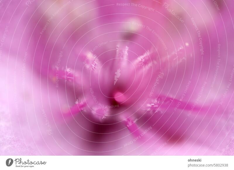 Blüten-Makro in pink Pollen Makroaufnahme Frühling Stempel rosa Blühend Detailaufnahme Schwache Tiefenschärfe Wachstum Abstraktion abstrakt zart