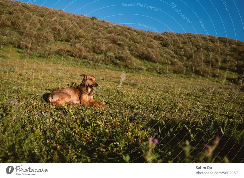 Lovely wilden Hund genießen die volle natürliche vor Ort Blick gegen den sonnigen klaren blauen Himmel Liebe Tierliebe lieblich Lieblichkeit Tierporträt