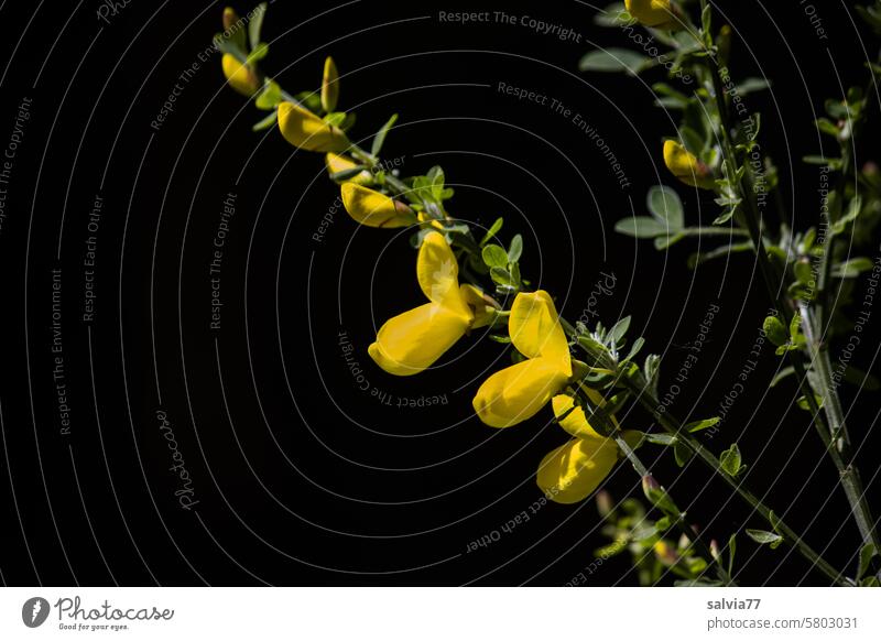 gelb leuchtende Ginsterblüten Ginsterzweig Kontrast Hintergrund dunkel Freisteller Natur Pflanze Blüte Blühend Nahaufnahme Menschenleer Halbstrauch Genista
