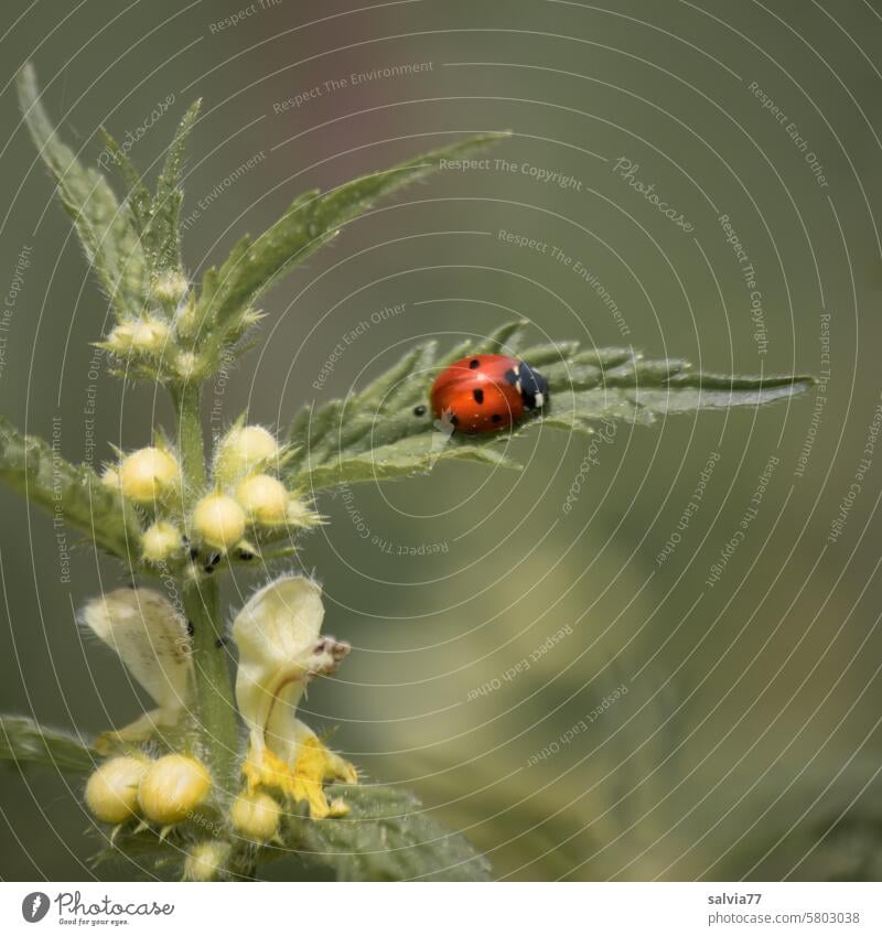 Glück gehabt, Siebenpunkt- Marienkäfer sitzt auf einem Goldnesselblatt Symbol Käfer Natur Insekt Siebenpunkt-Marienkäfer Farbfoto Makroaufnahme Menschenleer
