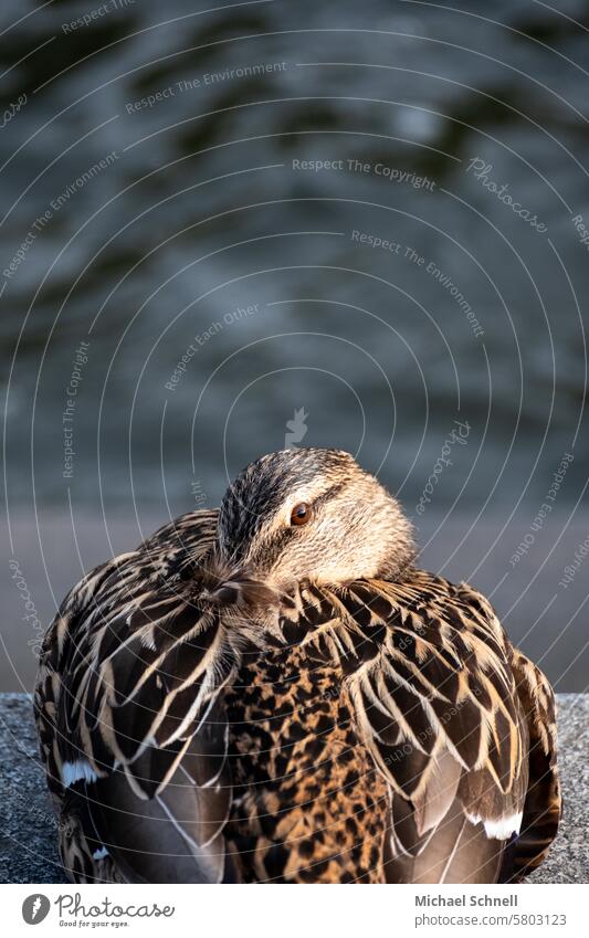 Schläfrige Ente auf einer Mauer schläfrig Enten Natur Vogel Wasser See Vögel Schnabel Schwimmen & Baden Feder müde müdes tier Blick Blick in die Kamera