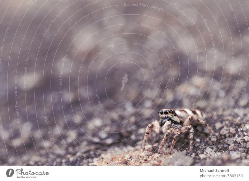 Springspinne (ca. 8-10mm) auf einer Mauer Spinne Makroaufnahme Nahaufnahme Tier Farbfoto Tierporträt Schwache Tiefenschärfe Wildtier grau graubraun grau-braun