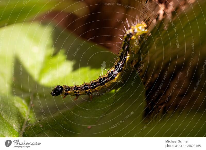 Raupe des Buchsbaumzünslers (Cydalima perspectalis) Schädlinge Tier Schmetterling Insekt Makroaufnahme Nahaufnahme gelb schwarz Garten unbeliebt