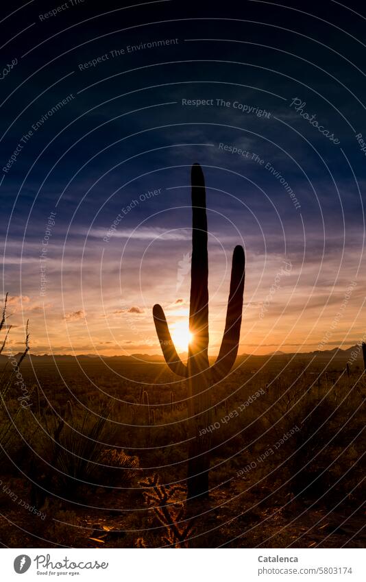 Abends im Land der Kakteen Saguaro Wüste Wolken Kaktus wandern Urlaub Tourismus Ferien & Urlaub & Reisen Landschaft Himmel Umwelt Tag Tageslicht Natur Stacheln