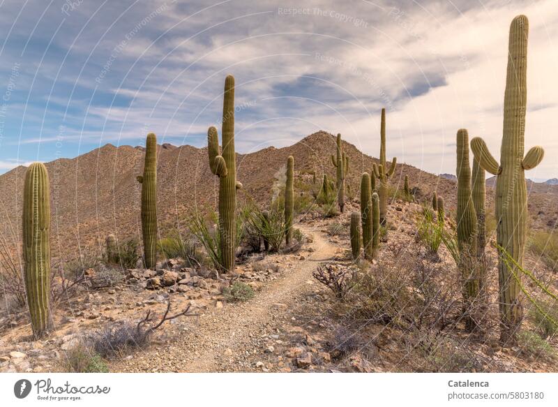 Pfad zwischen Saguaro Kakteen Wüste Wolken Kaktus Steine wandern Urlaub Tourismus Ferien & Urlaub & Reisen Landschaft Himmel Umwelt Tag Natur Tageslicht Büsche
