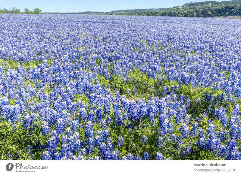 Riesige Wiese mit blauen Häubchen in Texas Lupinus texensis blaue Häubchen blaue Haube Blume Natur wild Decke erfrischend Wildblume Prärie Überfluss Bluebonnets