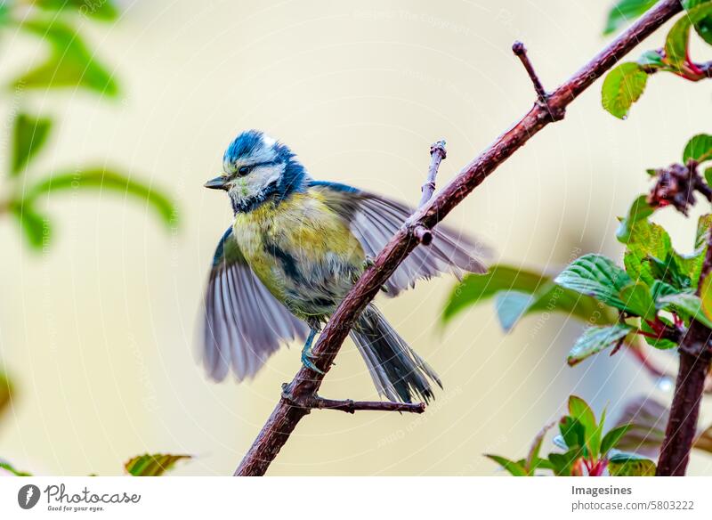 Blaumeise (Cyanistes caeruleus). Sperlingsvogel thront auf einem Ast mit ausgebreiteten Flügeln in hellem Licht Licht

Tierwelt Tierflügel