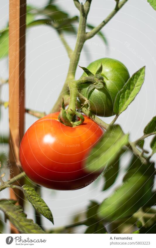 Eine Tomatenpflanze mit einer roten reifen Tomate und einer noch grünen Tomatenfrucht. Konzept des Gemüseanbaus zu Hause. Ackerbau Ast Kirsche Nahaufnahme Ernte