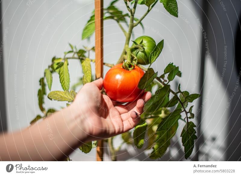 Eine Hand greift nach einer roten reifen Tomate auf einer Pflanze mit noch grünen Tomatenfrüchten. Konzept des Anbaus von Gemüse zu Hause. landwirtschaftlich