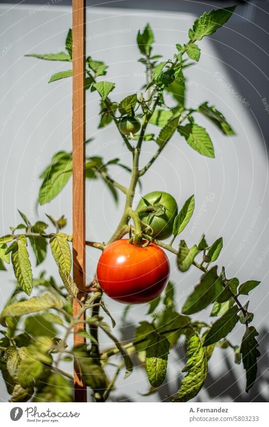 Eine Tomatenpflanze mit einer roten reifen Tomate und einer noch grünen Tomatenfrucht. Konzept des Gemüseanbaus zu Hause. Ackerbau Biografie Ast Kirsche