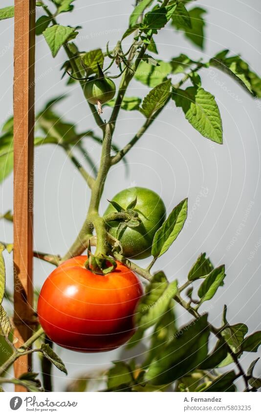Eine Tomatenpflanze mit einer roten reifen Tomate und einer noch grünen Tomatenfrucht. Konzept des Gemüseanbaus zu Hause. Ackerbau Niederlassungen Kirsche