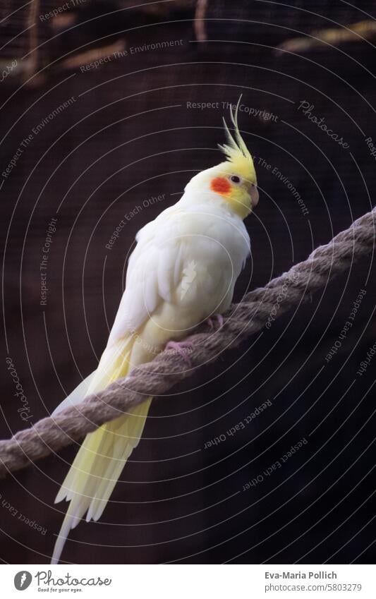 Nymphensittich auf einem Seil nymphensittich Vogel Haustier Hausvogel Vogelkäfig sitzend Federn weiss gelb Gefieder hell schön Schnabel Flügel Kakadu