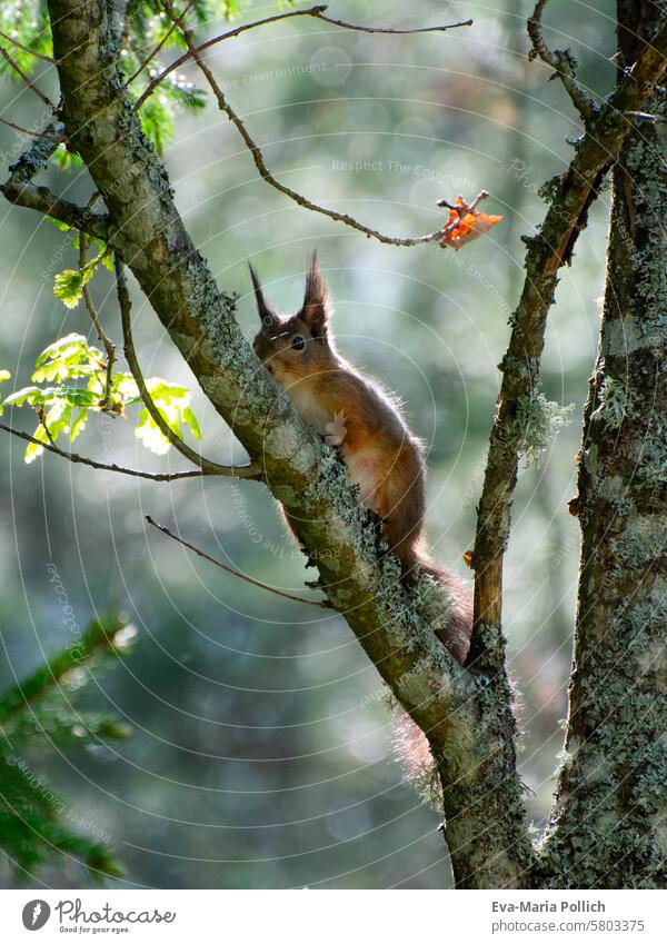 rotes Eichhörnchen sitzend auf einem Ast eichhorn Baum Natur Tier niedlich Fell Wald Säugetier Baumstamm Wildtier backlighting Außenaufnahme klein Tierporträt