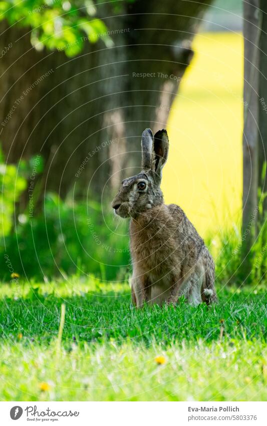 wilder Feldhase im Garten Hase Wildtier Besuch Landleben ländlich Tier Tiere Blickkontakt Augenkontakt Wiese Außenaufnahme Farbfoto Gras Hase & Kaninchen