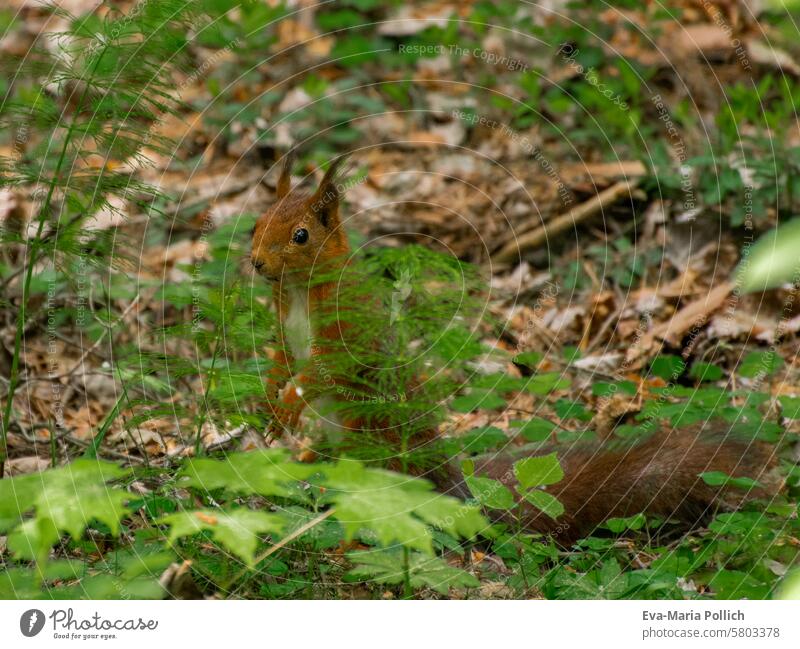 Eichhörnchen am Waldboden auf Futtersuche Mischwald Schweden Natur Nahaufnahme natürlich niedlich eichhorn Wildlife Wildtier Tiere Fell orange rotes Säugetier