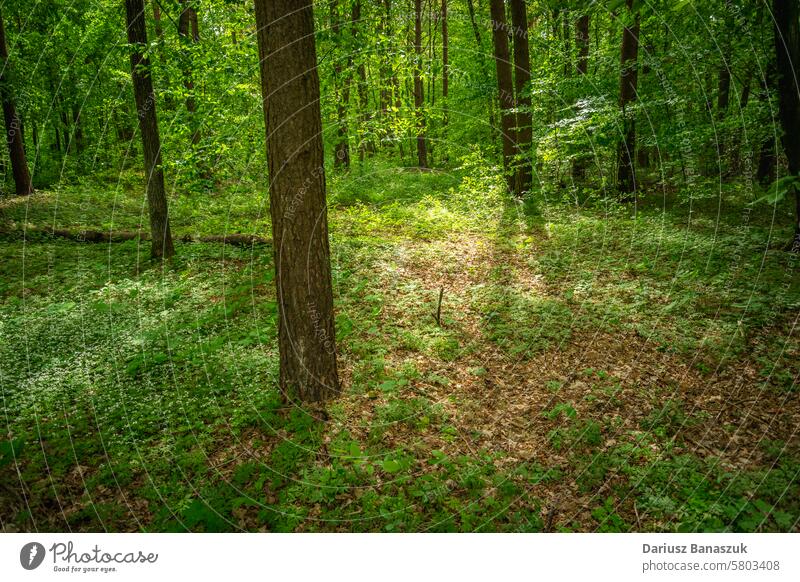 Sonnenlicht im grünen Wald, Blick in Ostpolen Baum sonnig Blatt frisch Frühling Waldgebiet Natur im Freien Park Pflanze horizontal Fotografie Polen Umwelt Tag