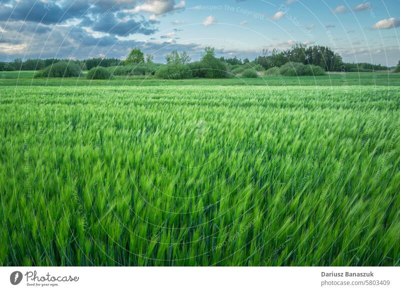 Großes grünes Gerstenfeld, Ansicht in Ostpolen Feld Wachstum Landschaft Himmel Weizen Frühling Wiese ländlich Korn Natur Ackerbau Pflanze Lebensmittel Sommer