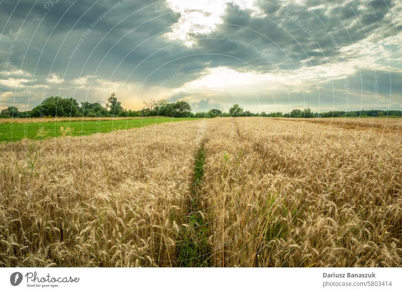 Feld mit wachsendem Getreide und bewölktem Himmel, Ansicht in Ostpolen Korn wolkig Weizen Müsli Bauernhof Wachstum Natur Ackerbau Pflanze Sommer Landschaft