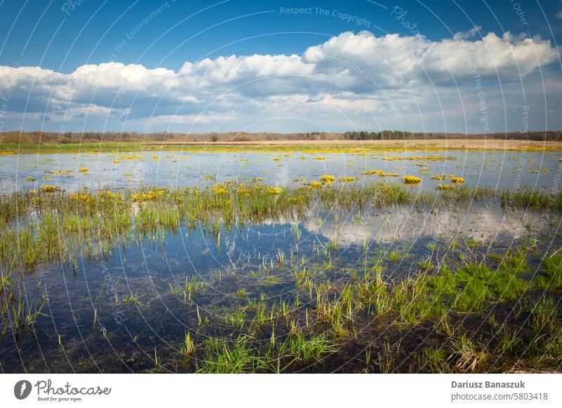 Überschwemmte Blumenwiese, Aprilansicht in Czulczyce, Ostpolen Wiese Wasser gelb Landschaft Frühling Gras grün ländlich Weide überflutet Ansicht Feuchtgebiet