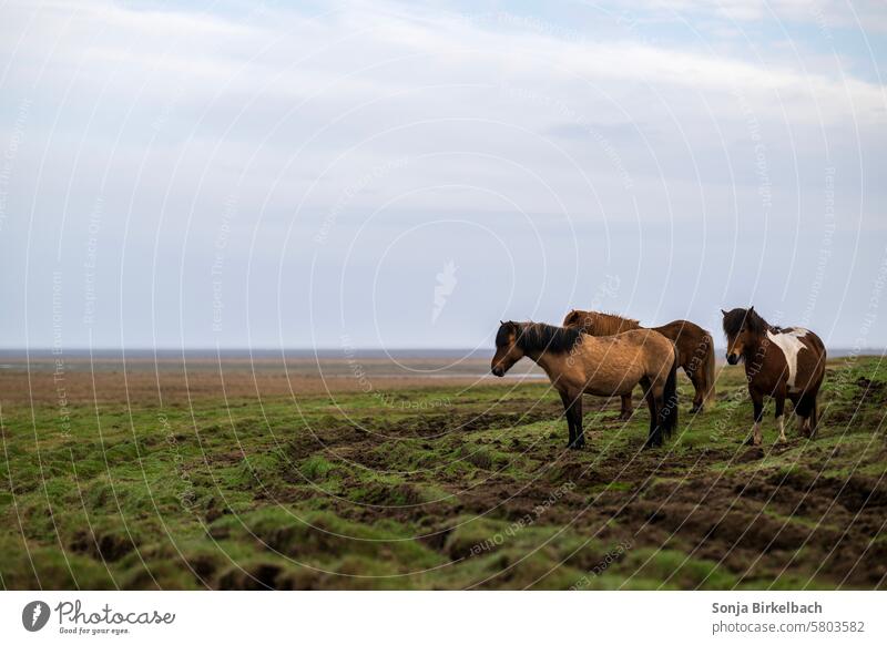 Islandpferde trotzen dem Wetter isländisch Natur Weide Wiese Isländer Islandpony Pferd Tier Landschaft Säugetier Außenaufnahme Himmel Mähne Farbfoto Tierwelt