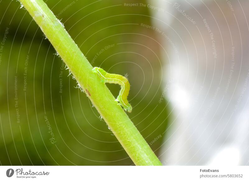 Grüne Raupe auf einem Pflanzenstängel Parasit schließen kriechend Natur Biologie Insekten Hintergrund Tier Monster Makro Schmetterlingsraupen Sonnenlicht lebend