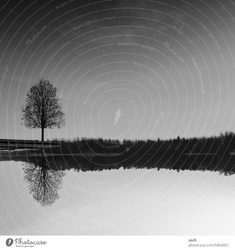 stillt ruht der See Spiegelung Reflexion & Spiegelung Spiegelung im Wasser Wasseroberfläche Wasserspiegelung Baum ruhig Natur Schwarzweißfoto