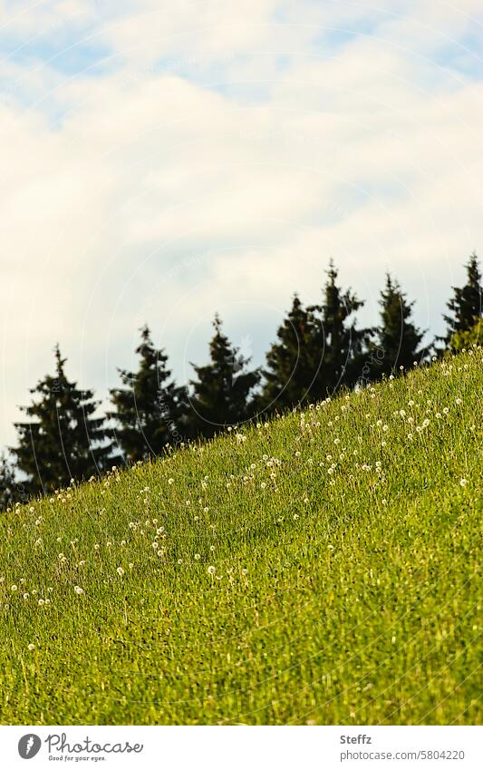 grasbewachsener Hügel schräg schräge Ansicht Pusteblumen Wiese Frühlingswiese Graswiese hügelig idyllisch Idylle grün Wetter Frühlingswetter schönes Wetter
