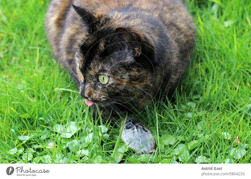 Eine Schildpattkatze hat eine Maus gefangen und freut sich sie zu fressen maus beute schildpattkatze dreifärbige katze haustier nagetier beutefang wiese gras