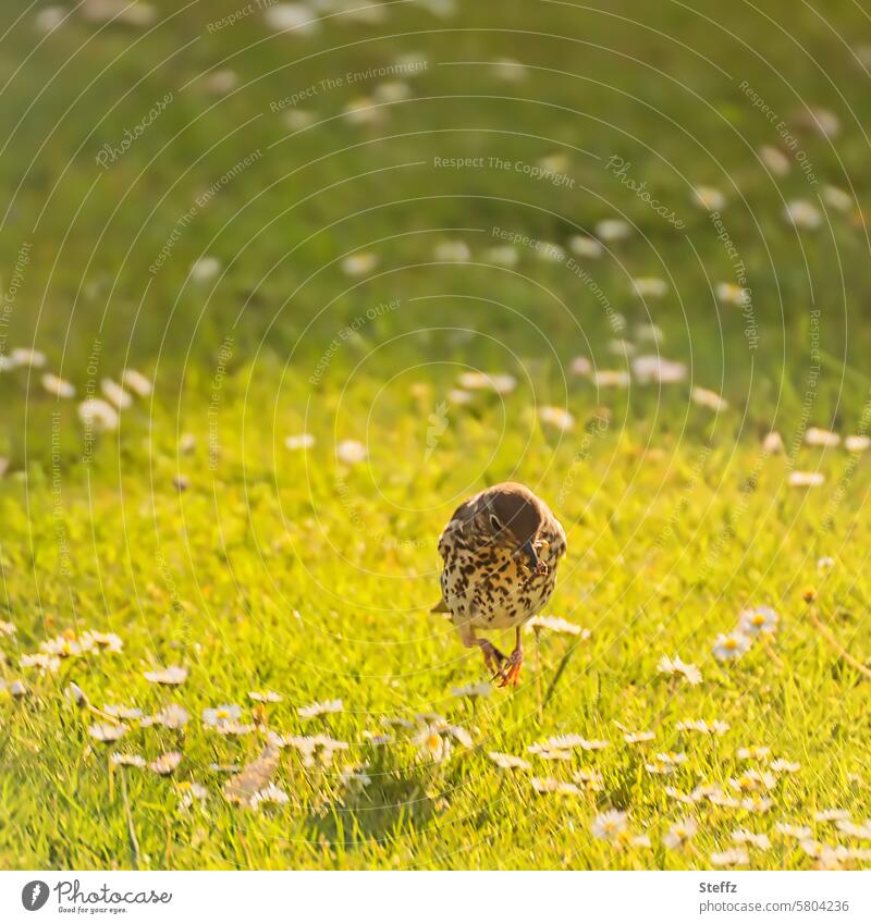 eine Drossel mit dem Wurm im Schnabel hüpft auf der Frühlingswiese Vogel Singdrossel der frühe Vogel Singvogel Wiese Gänseblümchenwiese Frühlingsgefühl sonnig