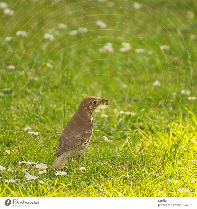 der frühe Vogel Singdrossel Wurm fangen Drossel Singvogel Nahrungssuche Wiese Frühlingswiese Gänseblümchen Gänseblümchenwiese Frühlingsgefühl Lichteinfall