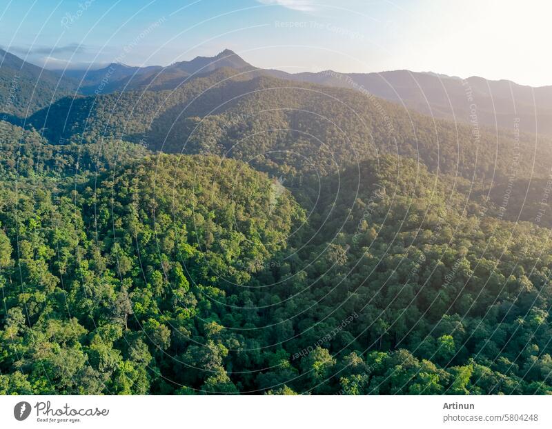 Luftaufnahme von üppig grünen Bäumen im Wald auf einem Berg. Dichter grüner Baum bindet CO2. Grüner Baum Natur Hintergrund für Kohlenstoff-Neutralität und Netto-Null-Emissionen-Konzept. Nachhaltige grüne Umwelt.