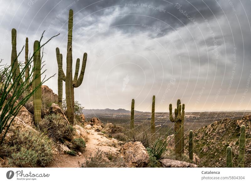 Regenwolken und Wanderweg, Steine, Horizont und Saguaros Berge Grün Grau Regenwetter Wüste Wolken Kaktus wandern Urlaub Tourismus Ferien & Urlaub & Reisen