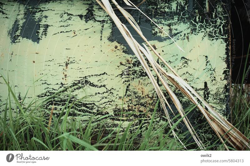 Landschaftsgestaltung Metallcontainer Oberfläche Oberflächenstruktur Halme Nahaufnahme Pflanze Stille Farbe Farbreste abblätternde Farbe Grashalme Zeichnung