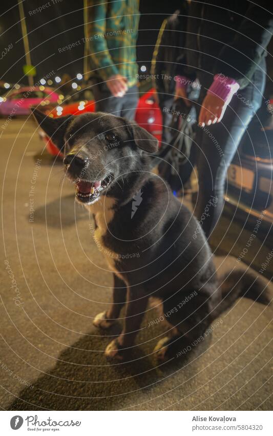 Hund auf einem Parkplatz Nachtzeit Autoscheinwerfer glücklicher Hund schwarzer Hund Haustier Tier auf einem Parkplatz Tierliebe Zusammensein Freundschaft